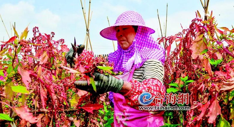 红红火火！藜麦成功“落户”同安